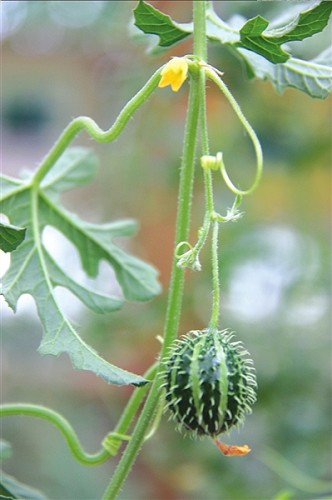 北京采摘季 鮮果正當(dāng)時(組圖)