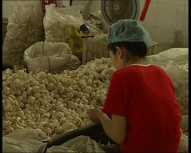 山東金鄉炒蒜者包地種蒜 欲長期控制產銷鏈(圖)