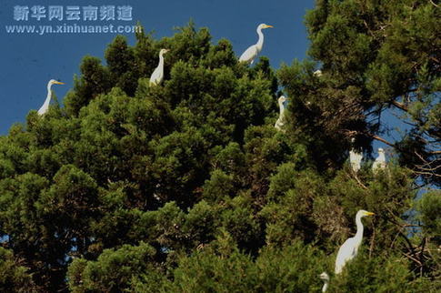 大理綠化環(huán)境白鷺增多