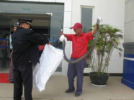 云南安寧一居民家中發(fā)現(xiàn)眼鏡王蛇