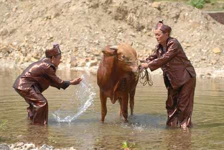 新晃黃牛肉獲得國家地理標志產品保護