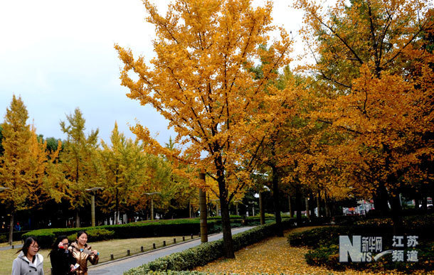 “金葉”扮古城