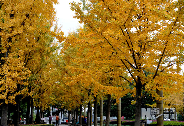 “金葉”扮古城