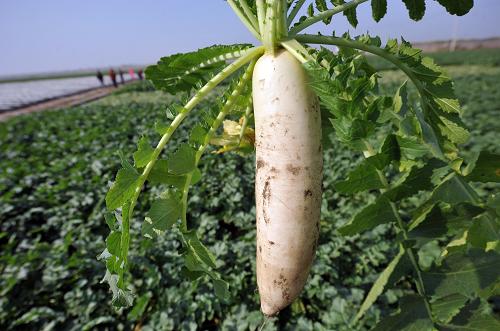 菜價究竟漲在哪里？