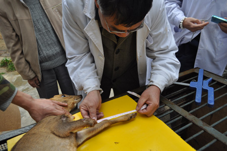 截肢小鹿有望“穿上”專業(yè)假肢