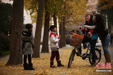 成都進入銀杏最佳觀賞期