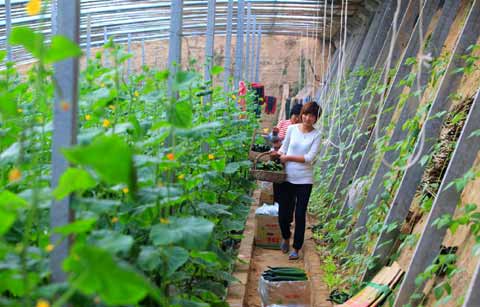 “農超對接”穩菜價（圖）