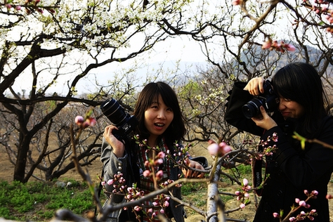 到濟(jì)南南部賞花去（圖）