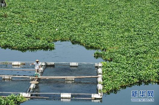 水葫蘆泛濫成災 福建全力“清剿”