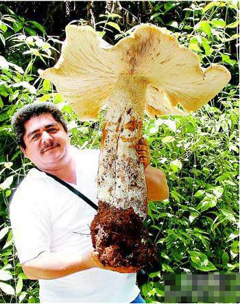 超乎尋常的巨型蔬菜