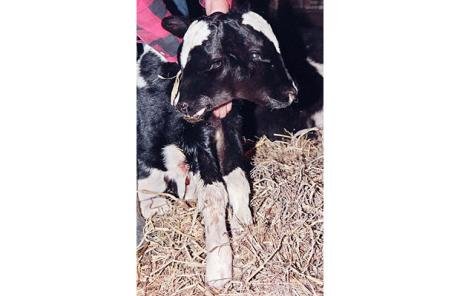 太神奇了！雙頭動物大盤點