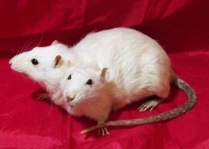 太神奇了！雙頭動物大盤點