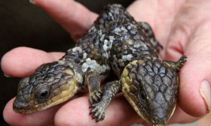 太神奇了！雙頭動物大盤點