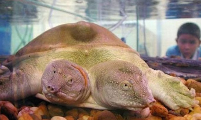 太神奇了！雙頭動(dòng)物大盤點(diǎn)