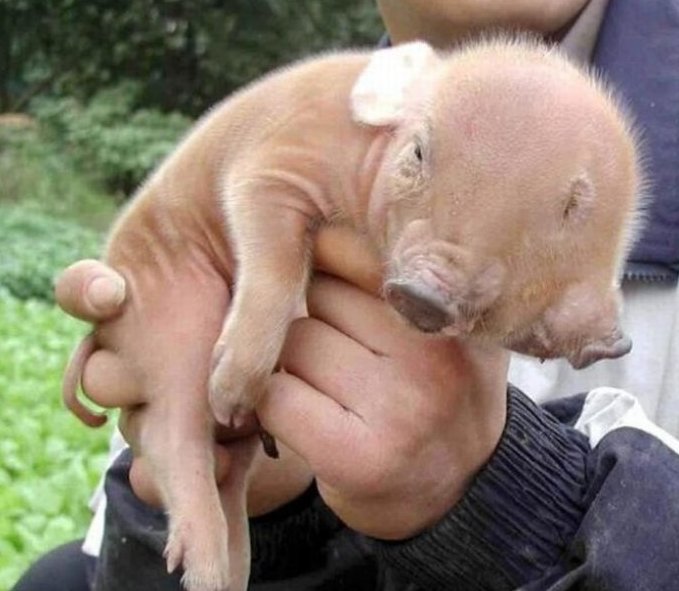 太神奇了！雙頭動物大盤點