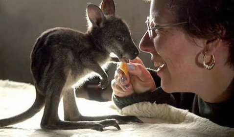 動物小了才可愛！超級萌的小動物