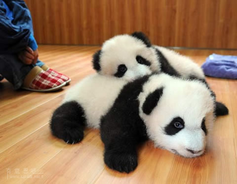 動物小了才可愛！超級萌的小動物