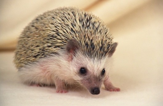 動物小了才可愛！超級萌的小動物