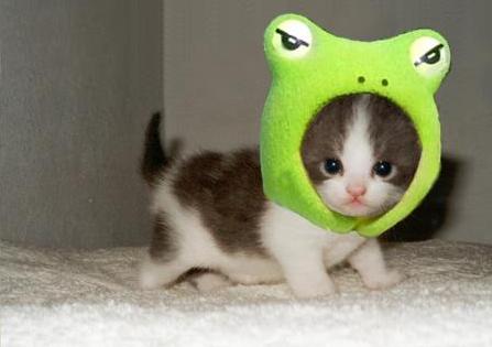 動物小了才可愛！超級萌的小動物