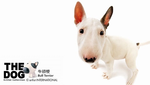 動物小了才可愛！超級萌的小動物