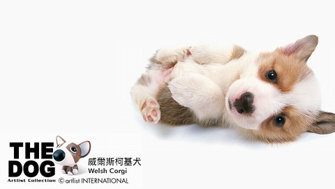 動物小了才可愛！超級萌的小動物