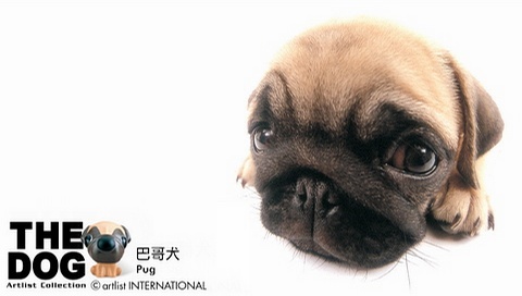 動(dòng)物小了才可愛(ài)！超級(jí)萌的小動(dòng)物