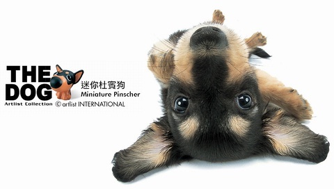 動物小了才可愛！超級萌的小動物