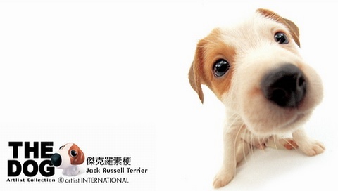 動物小了才可愛！超級萌的小動物