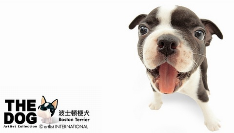 動物小了才可愛！超級萌的小動物