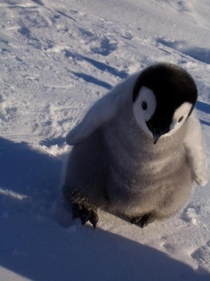 小動(dòng)物最萌瞬間