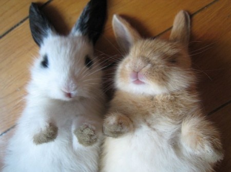 小動物最萌瞬間