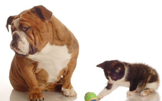 小動(dòng)物最萌瞬間