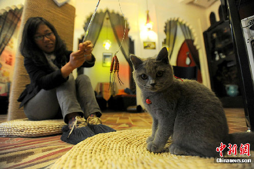 “貓吧”亮相昆明 21只世界名貓陪顧客喝咖啡