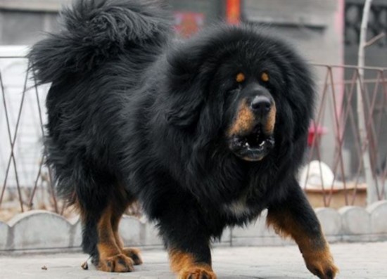 價值不菲！養不起的寵物