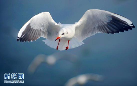 遷徙的鳥 飛行的姿態(tài)