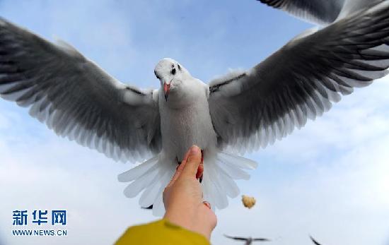 遷徙的鳥 飛行的姿態(tài)