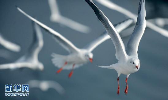 遷徙的鳥 飛行的姿態(tài)