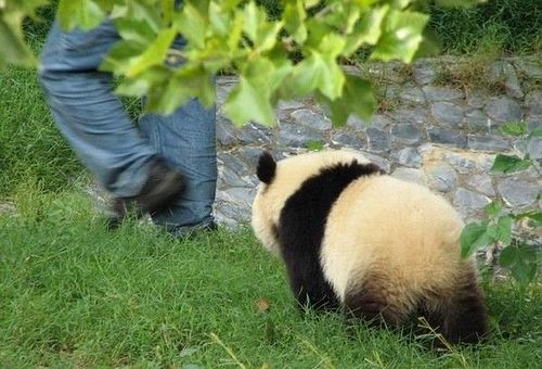 開心一笑！各種各樣的熊貓囧照