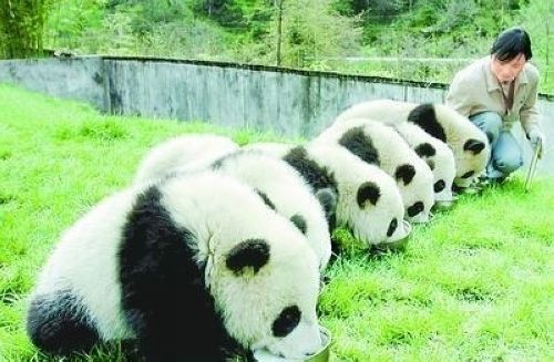 開心一笑！各種各樣的熊貓囧照