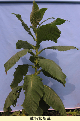 中國煙草基因組計劃獲重大突破 有助降低煙草危害