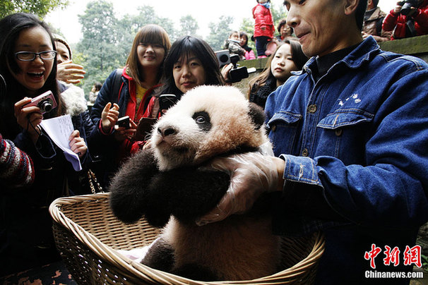 重慶大熊貓幼仔滿100天首次亮相“賣萌”(組圖)
