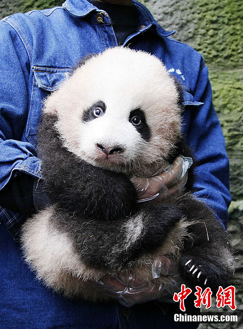 重慶大熊貓幼仔滿100天首次亮相“賣萌”(組圖)