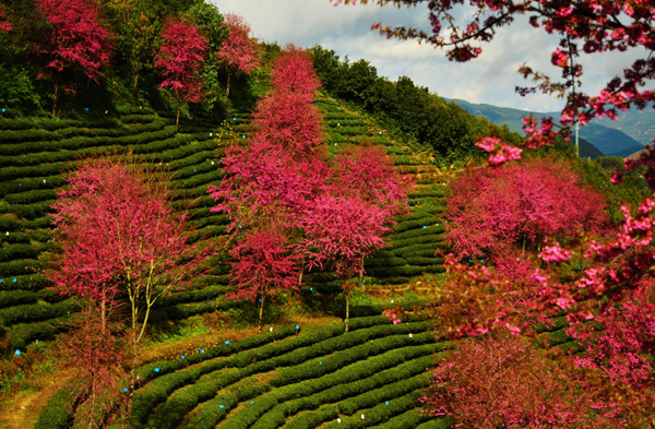 南澗無量山：冬日櫻花迷人眼