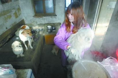 上班族組團照料流浪狗過周末 出一半工資救動物