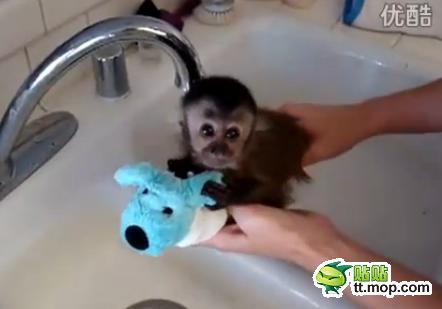 能買猴子當(dāng)寵物 人類已經(jīng)無法阻止網(wǎng)購了