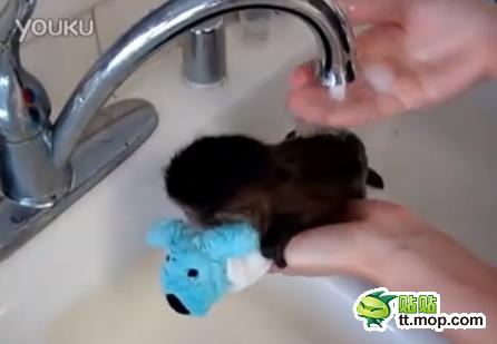 能買猴子當(dāng)寵物 人類已經(jīng)無法阻止網(wǎng)購了