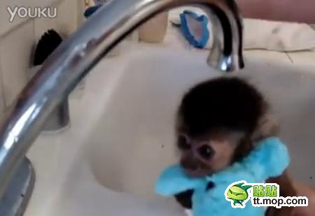 能買猴子當寵物 人類已經無法阻止網購了