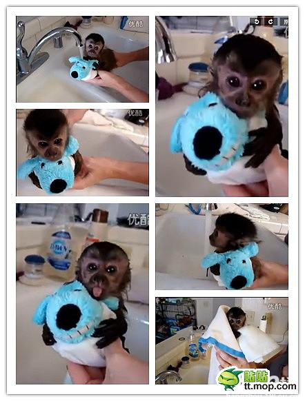 能買猴子當(dāng)寵物 人類已經(jīng)無法阻止網(wǎng)購了