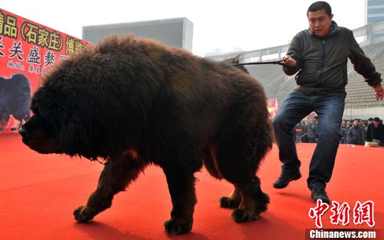 天價藏獒“驚天獸”亮相河北 力大如牛壯如雄獅