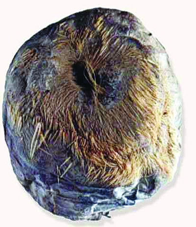 專家解析《甄嬛傳》用毒：有的有依據有的不靠譜